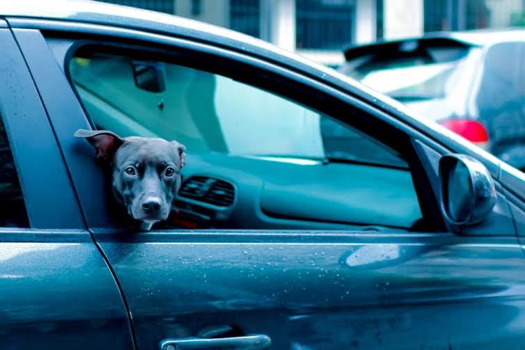 Uber leva cães que estão à espera de adoção até a casa de pessoas interessadas