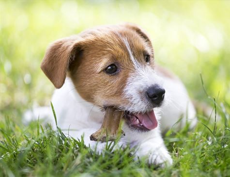 Conheça alguns hábitos importantes para manter seu cachorro saudável!