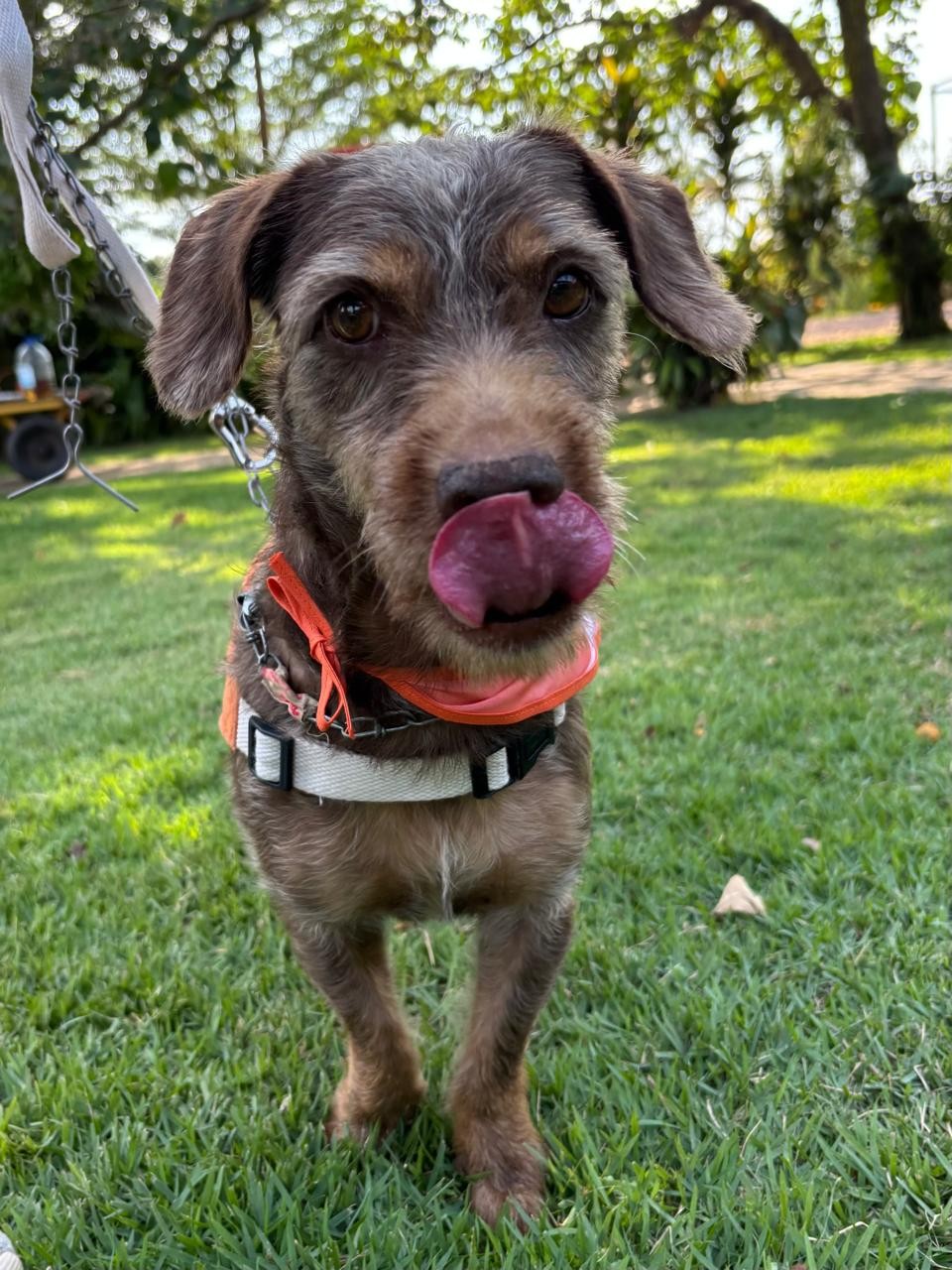 RICO